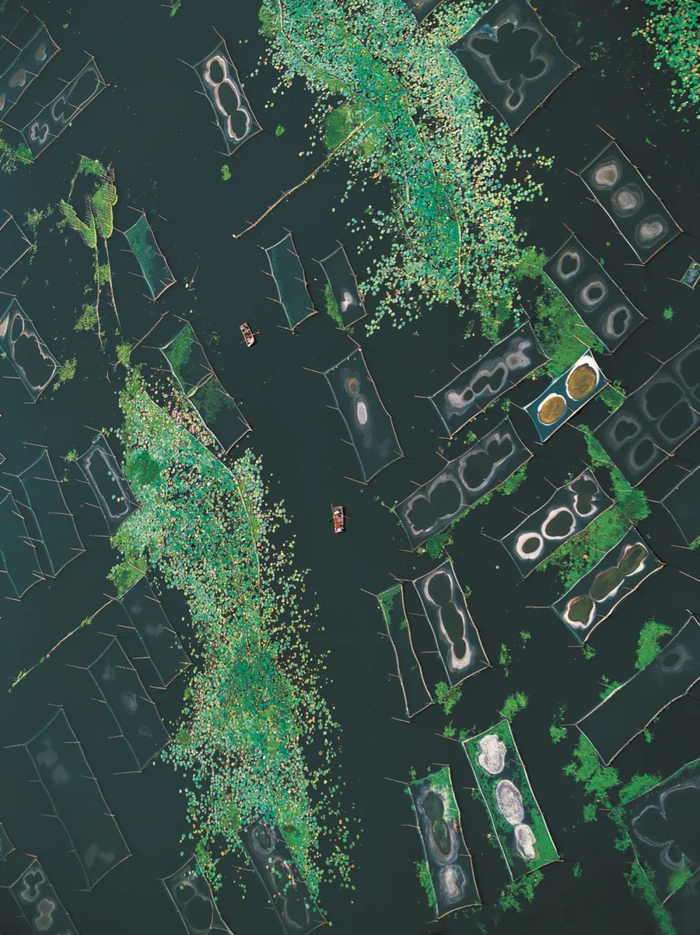 ▲ 夏日的微山湖，莲花荡与养殖网箱，中间的水道是京杭大运河。摄影/侯贺良