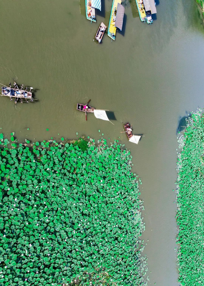 ▲ 用“接天莲叶无穷碧”形容，也不为过。图/视觉中国