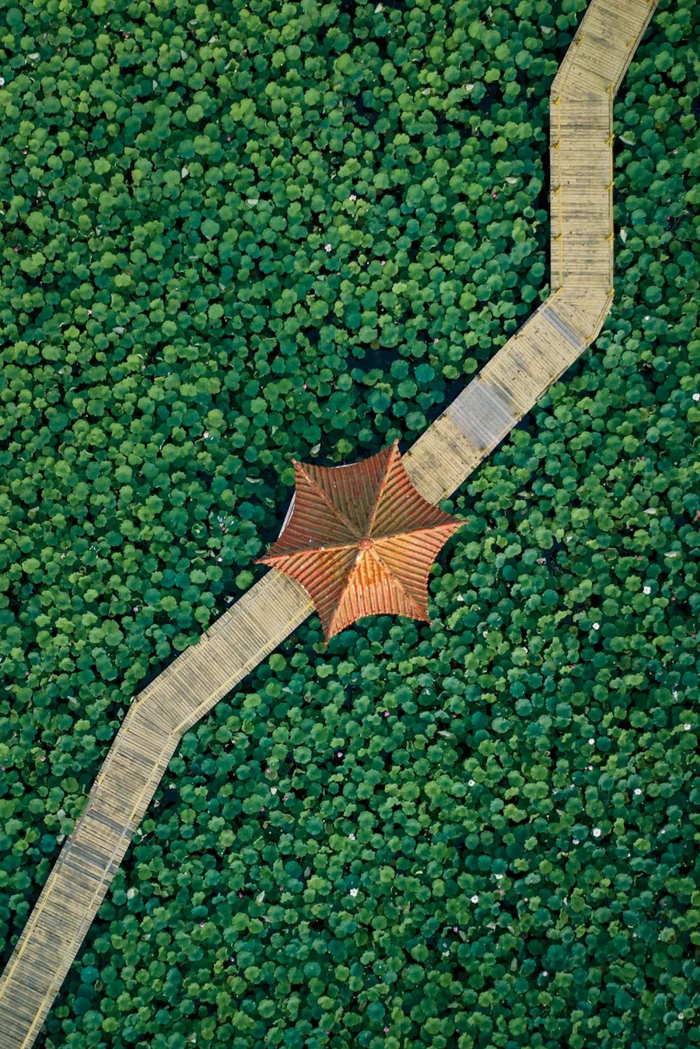 ▲ 微山湖东北岸，滕州红荷湿地。摄影/田春雨