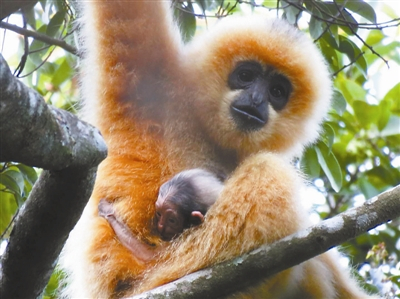 新诞生的长臂猿宝宝趴在妈妈身上