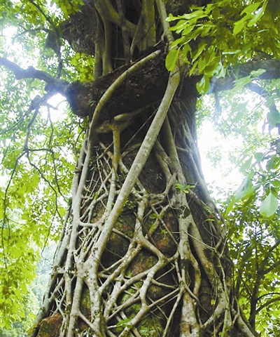 植物绞杀是热带雨林的奇特景观