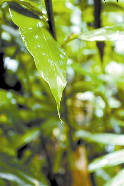 雨林植物为了排出体内水分，叶片进化出很长的叶尖，“吐”出来的水汇集到叶尖，形成“滴水叶尖”。 宋平摄