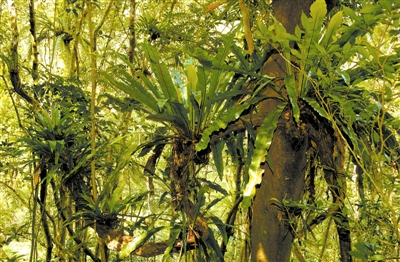 热带雨林中的“空中花园”奇观 姜恩宇摄