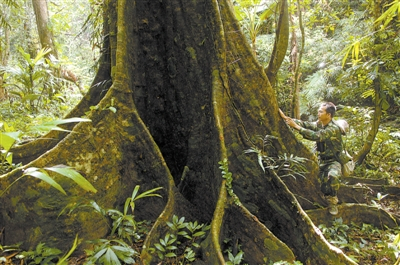热带雨林中巨大的板状根 姜恩宇摄