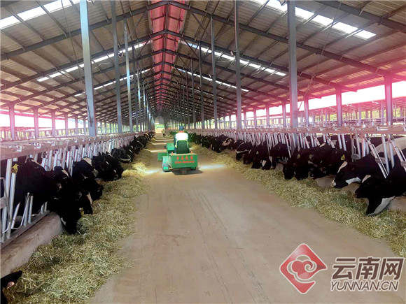 新西兰奶牛进住云端牧场。李晓梅 摄