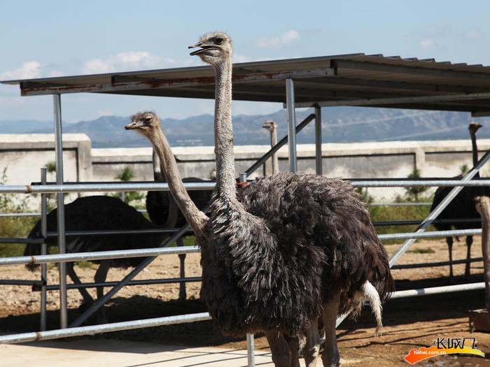 村里养殖的鸵鸟。