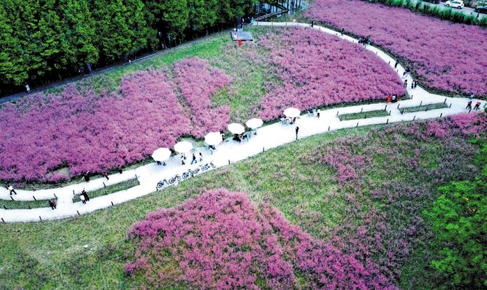 严家弯湾林盘秀丽的田园景致