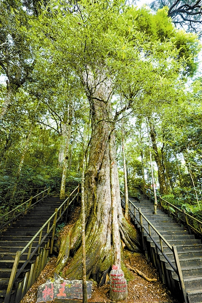 霸王岭树王 宋平摄