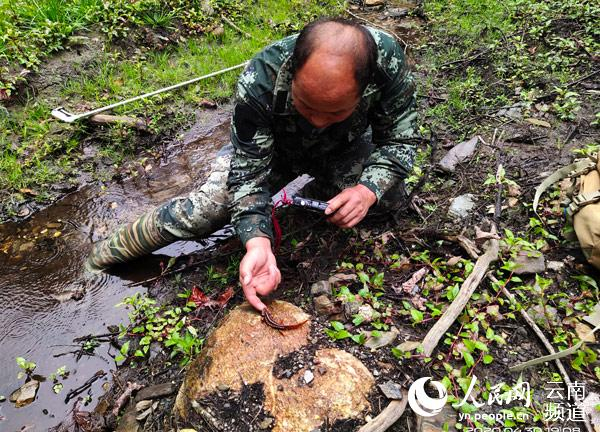 正在做两栖类爬行动物调查的杨申品（供图）