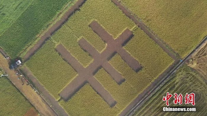 丰收大地  南漳县融媒体中心供图