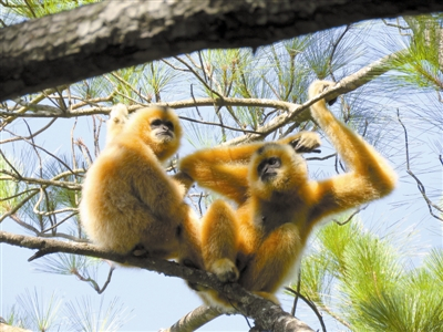 海南长臂猿数量已从40年前不足10只增长到如今的5群33只。 海南省林业局供图