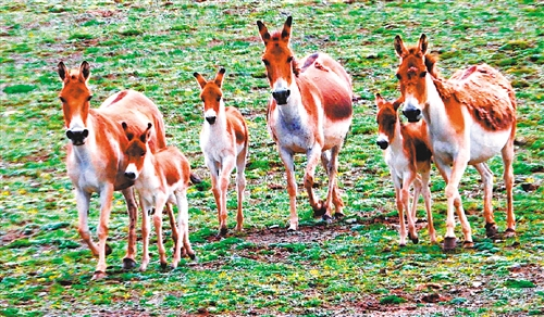 经过多年治理，三江源地区生态环境明显好转，藏野驴等珍稀濒危物种种群数量逐年增加