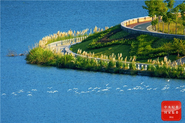 湖水湛蓝、芦苇似雪、白鹭齐飞，暖阳倾洒在环湖绿道上，勾勒出一幅恬静的秋日诗意图。（杭州市西湖区纪委监委供 张超 摄）