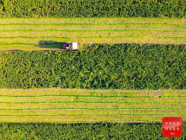 稻香秫熟暮秋天，阡陌纵横万亩连。轰隆隆的收割机在田地里忙碌着收谷子，粉碎的谷杆直接还田，这美丽的景象好似一节跳动的五线谱，奏出丰收的乐章。（河南省漯河市郾城区纪委监委供 王晓 摄）