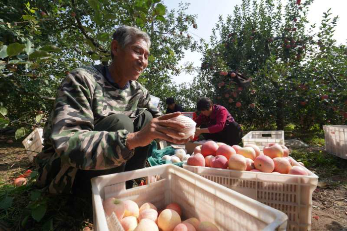 农民在果园里将采摘下来的苹果进行包装并装箱。