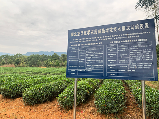 生态茶园  人民网丁亦鑫　摄