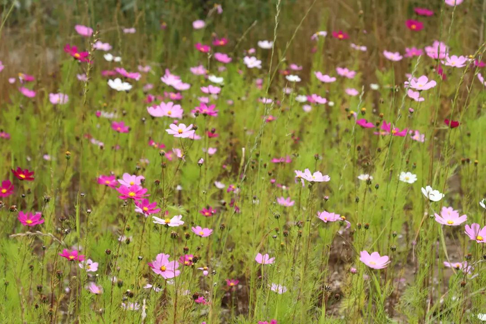 格桑花开。南报融媒体记者 曹骄阳摄