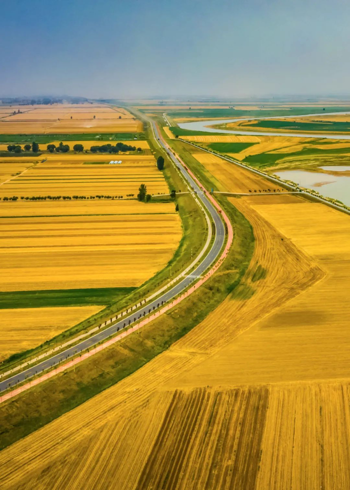 ▲ 潼关县秦东镇吊桥村平坦无际的麦田。 摄影/郑年喜