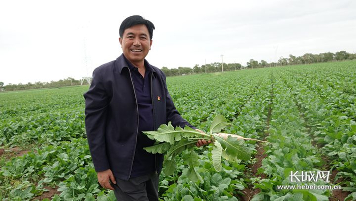 尚义县大青沟镇党委书记刘玉飞察看大萝卜的长势。长城网记者 吴新光 摄