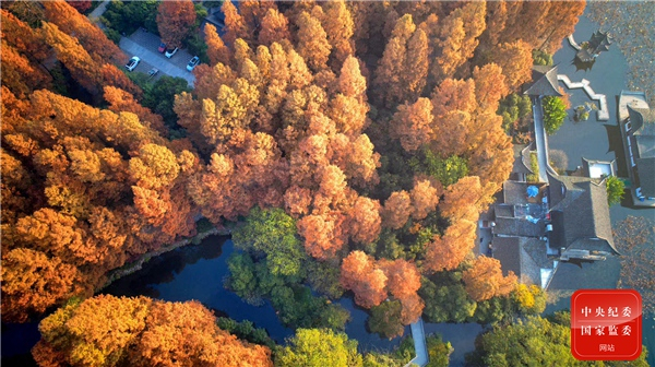 秋风一夜吹桥树，明日来看已非故。（杭州市纪委监委供 李国建 摄）