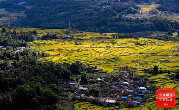 人家稻熟丰年满，泽国天高秋意生。（云南省龙陵县纪委监委供 朱昌维 摄）