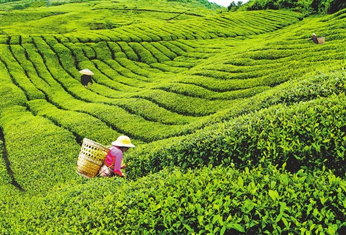  贵州印江县紫薇镇官寨茶园里，村民在采摘茶叶。 （资料图片）
