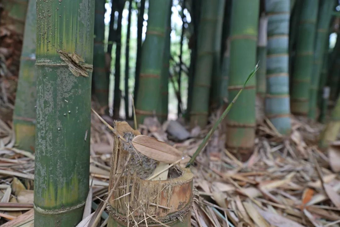 ▲这是位于肯尼亚中部的竹林。新华社记者 冯燚伟 摄