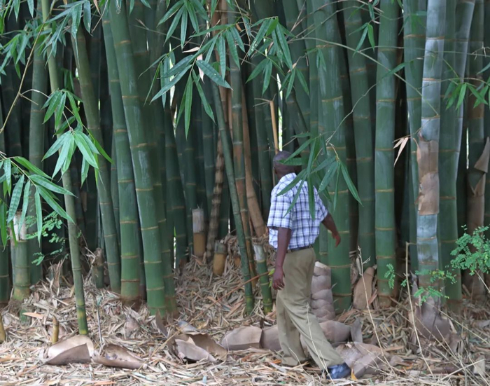 ▲这是本森•瓦卡巴在肯尼亚中部种植的竹林。新华社记者 冯燚伟 摄