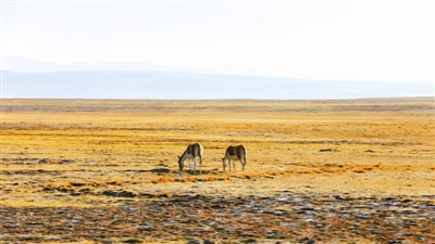 记者在可可西里多次拍摄到藏羚羊、藏野驴、藏原羚等珍稀野生动物，这是正在吃草的藏野驴。 宋平摄