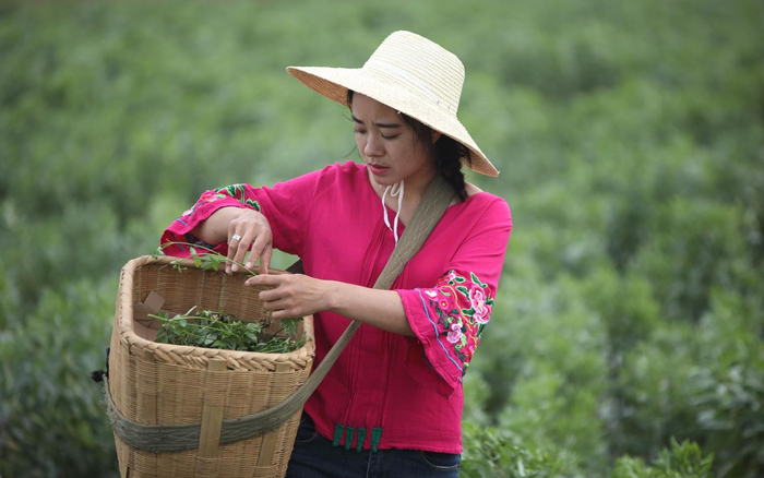 李香兰在地里采摘。受访者供图