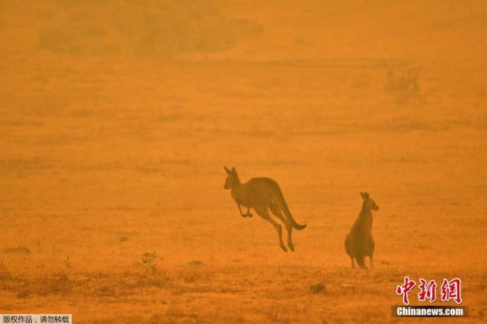 当地时间1月4日，澳大利亚Cooma，两只袋鼠在浓烟弥漫的田野上跳跃。