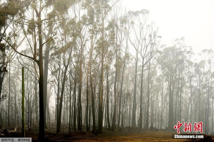 图为澳大利亚伊登小镇大火过后的树林。