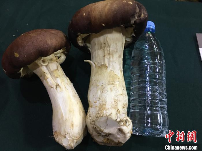 推介会上展示的大球盖菇比一瓶550ml的矿泉水还“壮实”。(吴兰 摄)