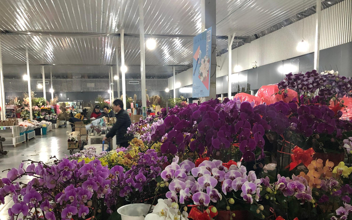 花花市界的蝴蝶兰。新京报记者 余华尊 摄