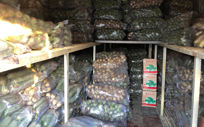 青萝卜已被存入冷库。 摄