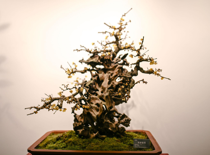 树龄超过200年的盆景“俏崖傲雪”。新京报记者 余华尊 摄