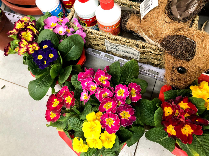 花花市界的报春花。新京报记者 余华尊 摄