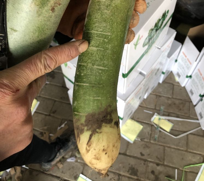 品相较差的萝卜表皮能看到一道道白色纹路。 摄