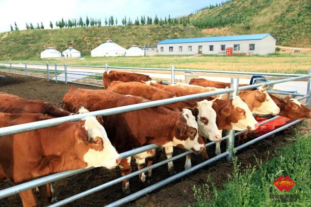 图为生态农牧业基地养殖的肉牛。
