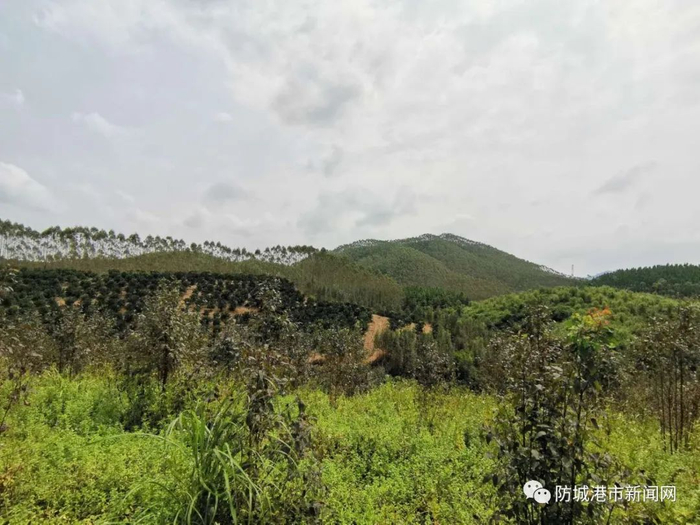 ▲机场位置范围现状。