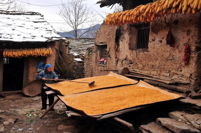 ▲ 秦岭腹地晾晒玉米的农家。 图/视觉中国