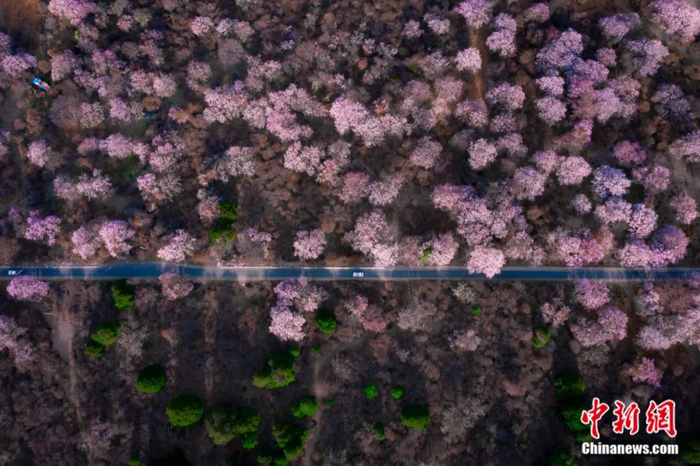 图为林芝桃花盛开。张静  摄