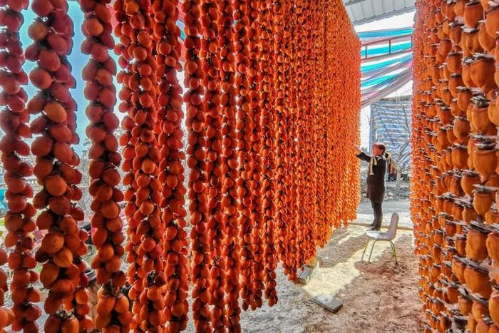 ▲ 陕西富平县晾晒柿子的人家。摄影/一佳one