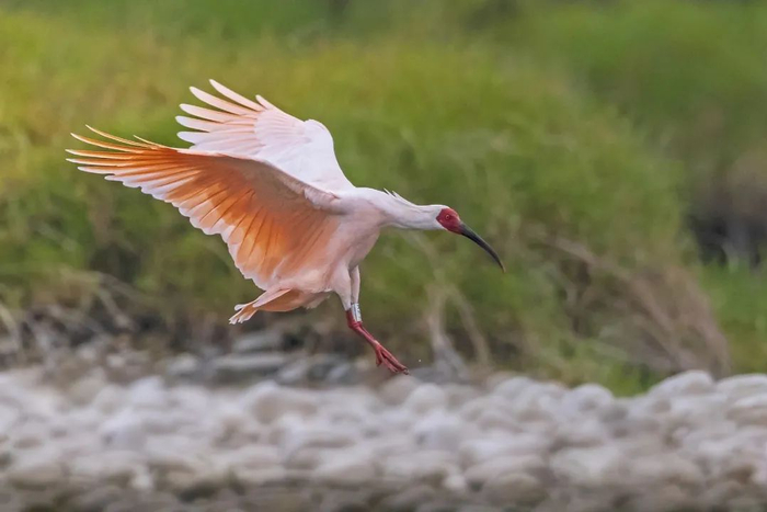 ▲ 陕西汉中，秦岭四宝的大熊猫与朱鹮。 上图摄影/康辉，下图/视觉中国