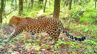     陕西省子午岭林区内红外触发式相机拍摄的华北豹影像。北京师范大学虎豹研究团队供图