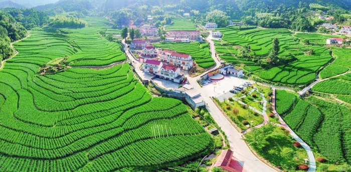 岳西县因地制宜发展茭白产业，图为该县白果村黄湾中心村幢幢洋房坐落在茭白田间