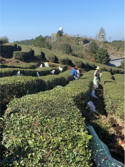 茶农为茶树施有机肥（宋春燕 摄）