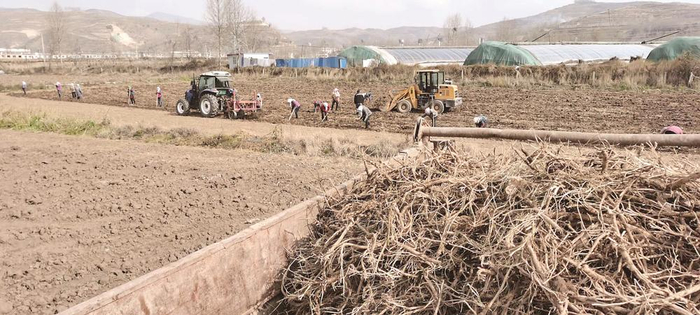 当归、黄芪大丰收。