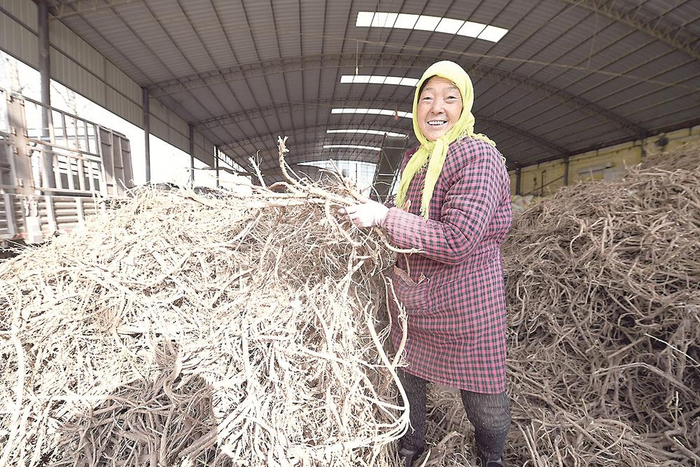 农户通过种植黄芪，走上了致富奔小康的路。（图片均为祁晓军摄）