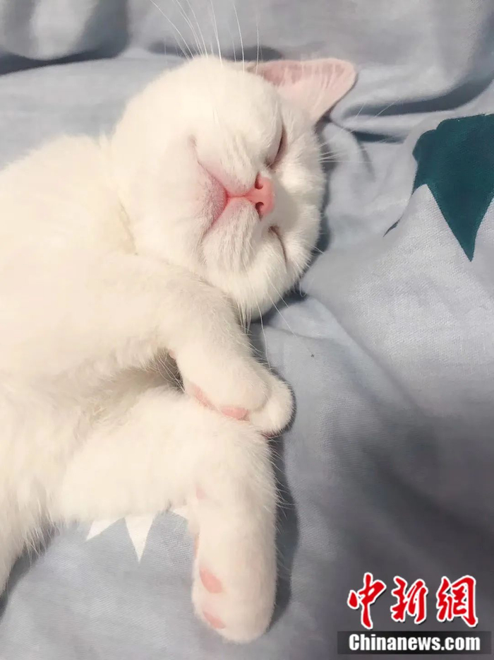 猫咪。张燕玲 摄